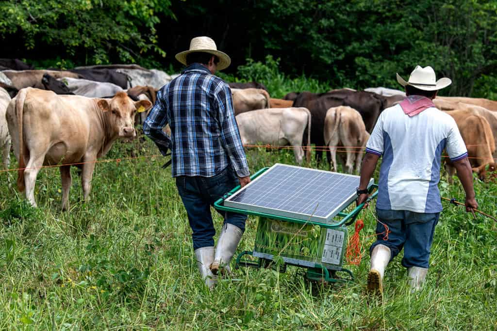 Enfrentar la crisis climática con la ganadería - Este País
