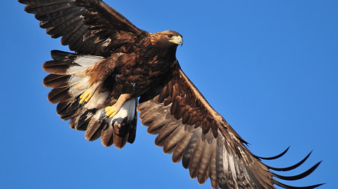 Naturaleza posible: El águila real es el símbolo vivo de México - Este País