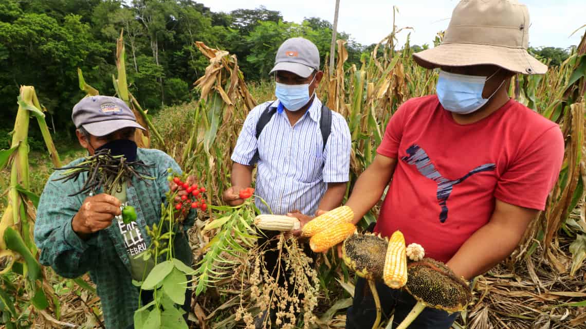 Indigo ve a los Agricultores como líderes en la lucha contra el cambio  climático - Agrolatam