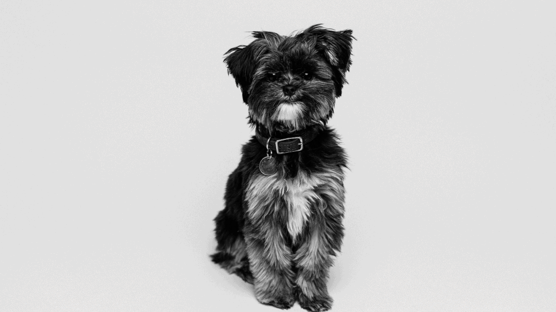 Fotografía de un perro de raza pequeña a escala de grises