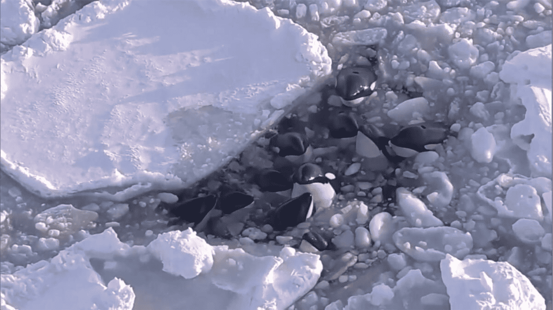 orcas atrapadas en el hielo