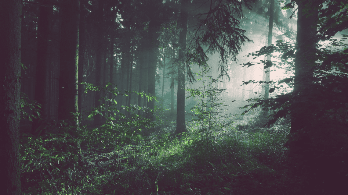Fotografía de un bosque con iluminación tenue
