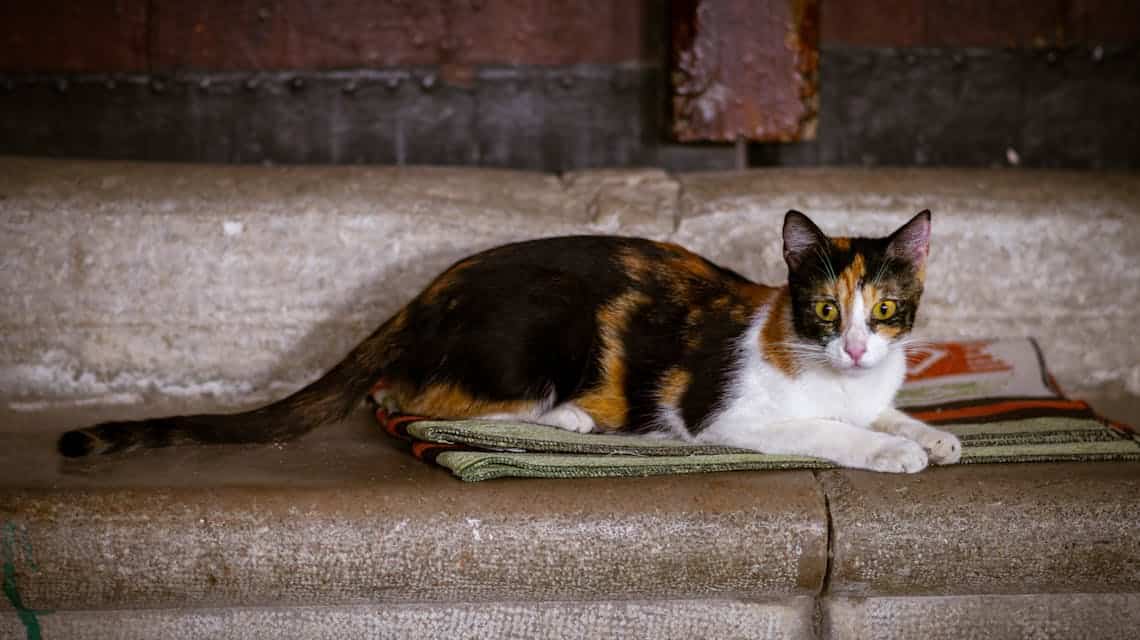 Gata calicó, un ejemplo de mosaicismo funcional