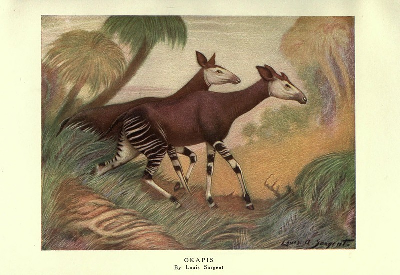 okapi
